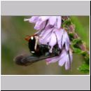 Episyron rufipes - Wegwespe m07b auf Heide Sandgrube Niedringhaussee.jpg